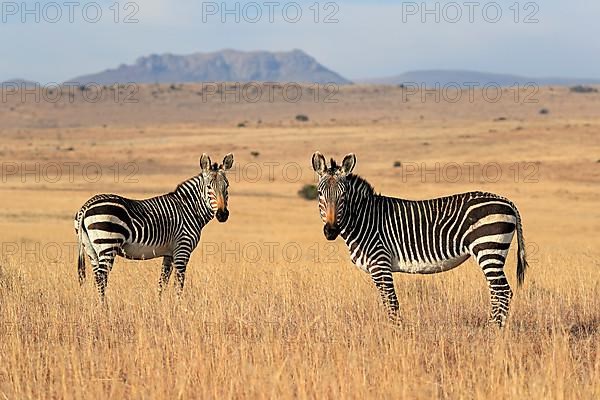 Cape Mountain Zebra