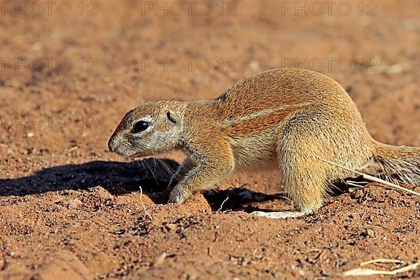 Cape ground squirrel