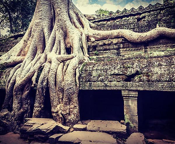 Vintage retro effect filtered hipster style travel image of ancient ruins with tree roots