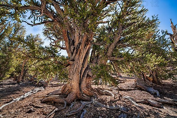 Knotty great basin bristlecone pine