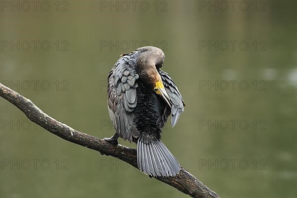 Great cormorant