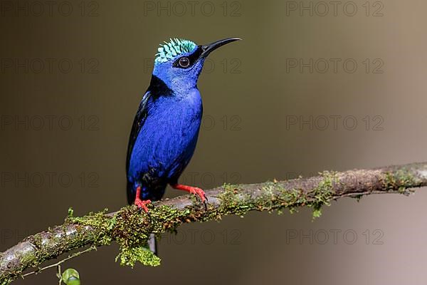 Turquoise Honeycreeper or Red-footed Honeycreeper