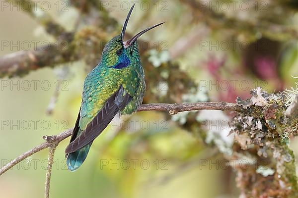 Mexican violetear