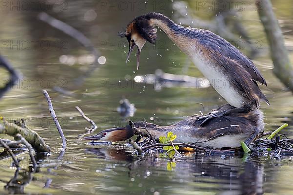 Great Crested Grebe