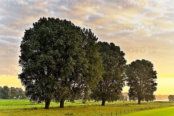 Hybrid black poplar