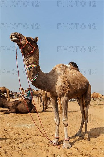 Camels at Pushkar Mela