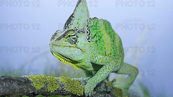 Adult green Veiled chameleon