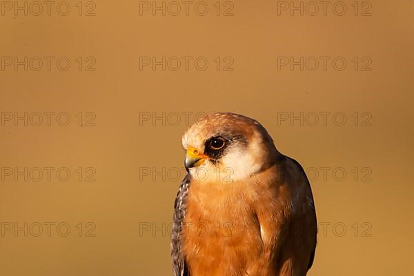 Red-footed Falcon