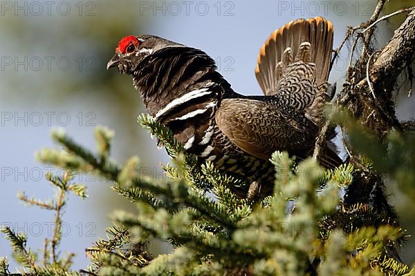 Spruce Grouse