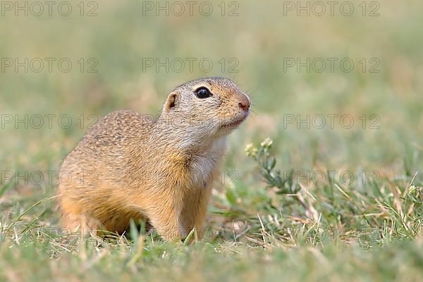 European ground squirrel