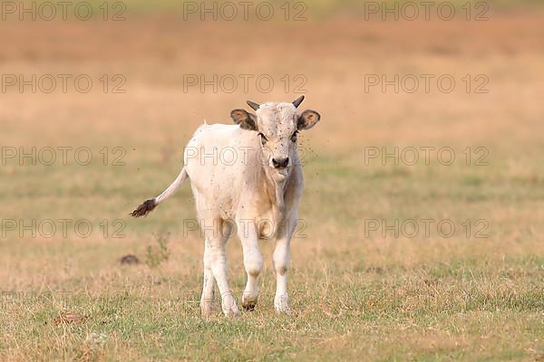 Hungarian Steppe Cattle or Hungarian Grey Cattle