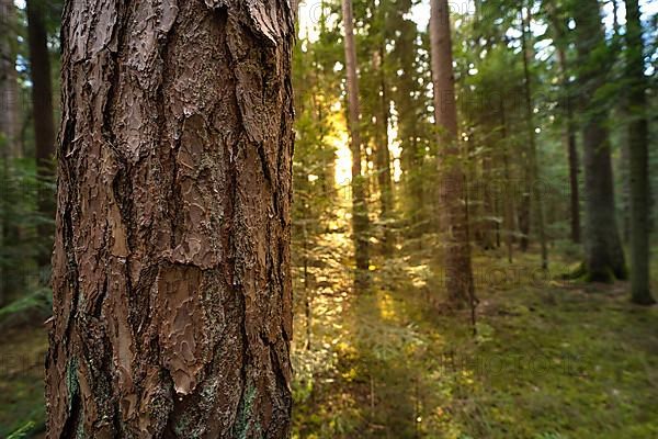 Evening light and shadows in the dense forest