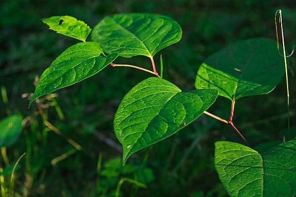 Detail shot of green leaves on a branch in evening light