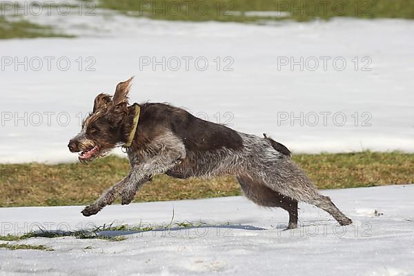 Hunting dog Bohemian Raubart