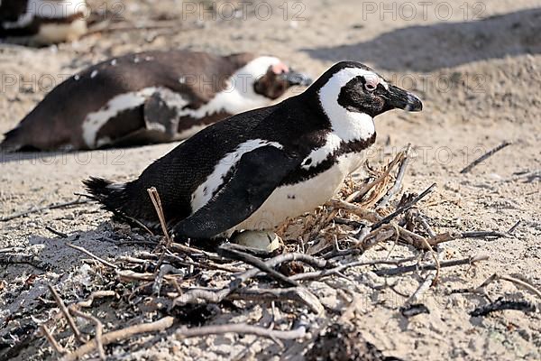 African penguin