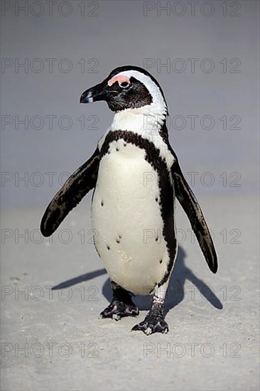 African penguin