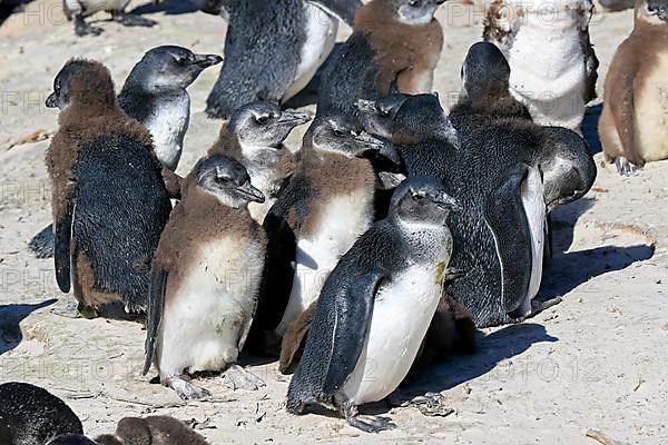 African penguin