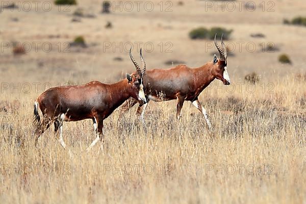 Bontebok