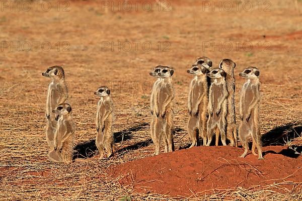 Meerkats