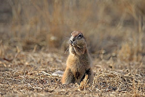 Cape ground squirrel