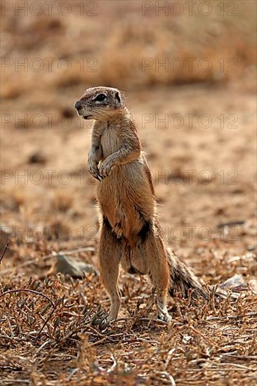 Cape ground squirrel