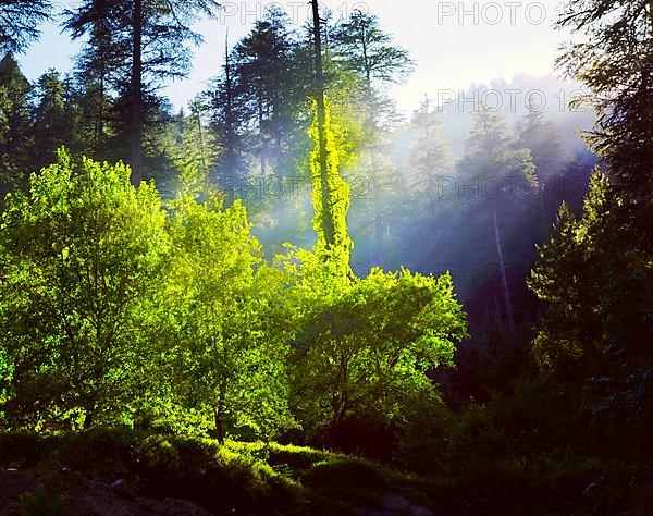 Vintage retro effect filtered hipster style travel image of morning forest with sunrays