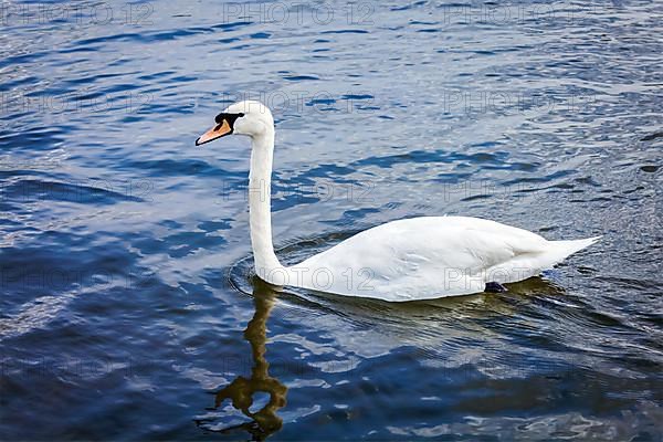 Mute Swan