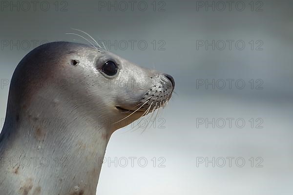 Common or harbor seal