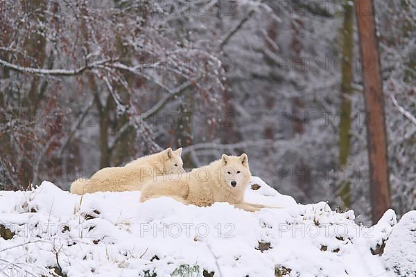 Arctic wolf