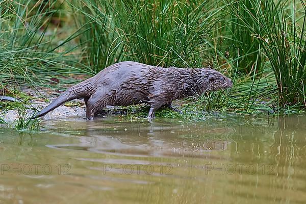 European Otter