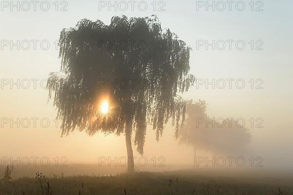 Deciduous trees in the fog at sunrise