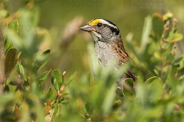 White-throated sparrow