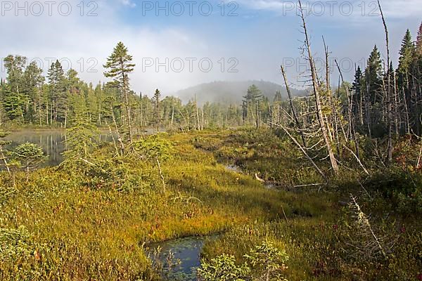 Marshland and mist at dawn