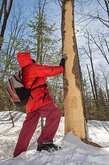 Woman watching a tree gnawed by a North American porcupine during winter