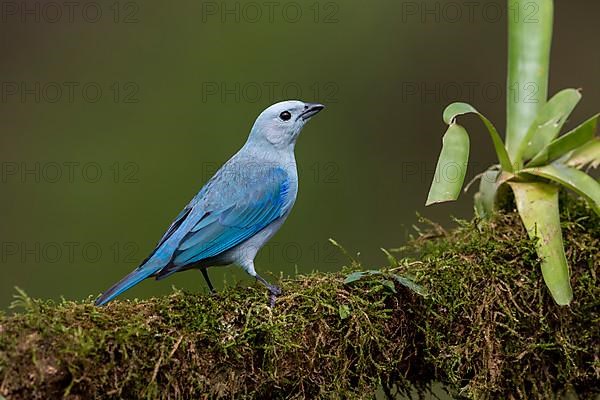 Blue Tanager also called blue-gray tanager