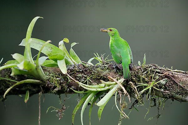 Green honeycreeper