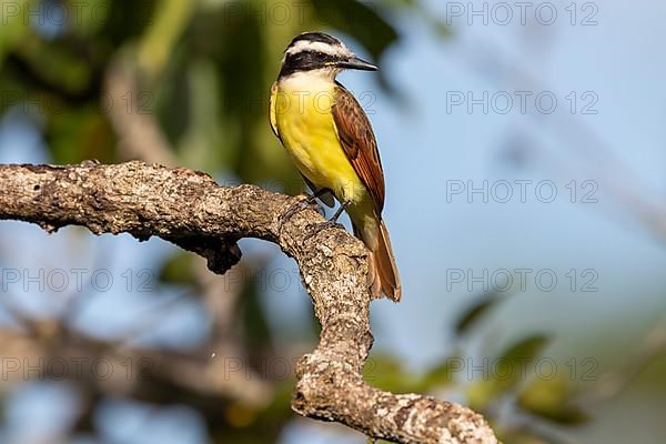 Great kiskadee