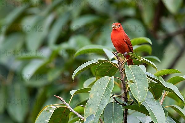 Summer tanager