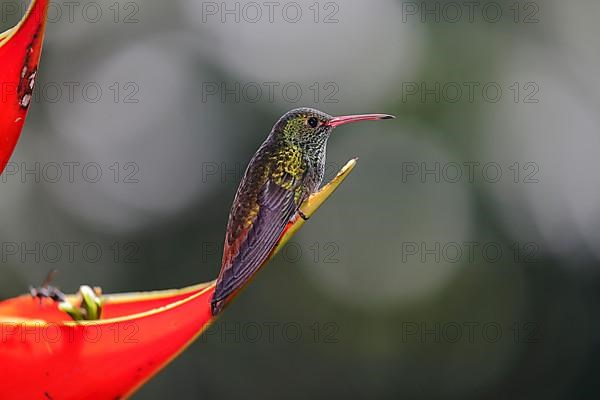 Rufous-tailed hummingbird