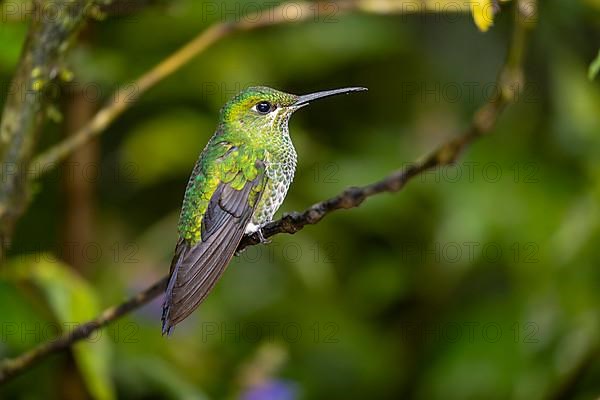 Green-crowned brilliant