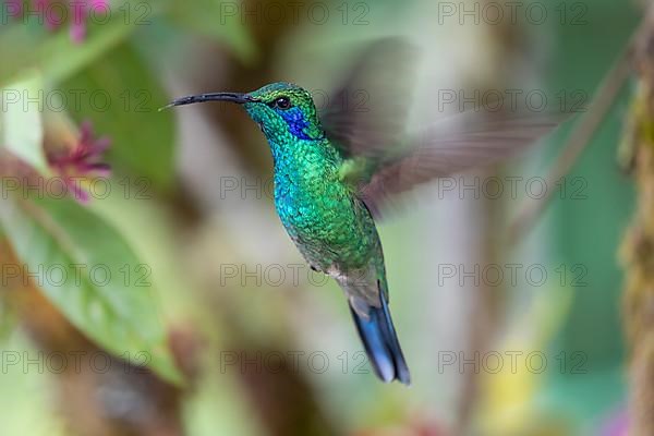 Mexican violetear