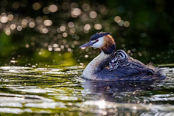 Great Crested Grebe