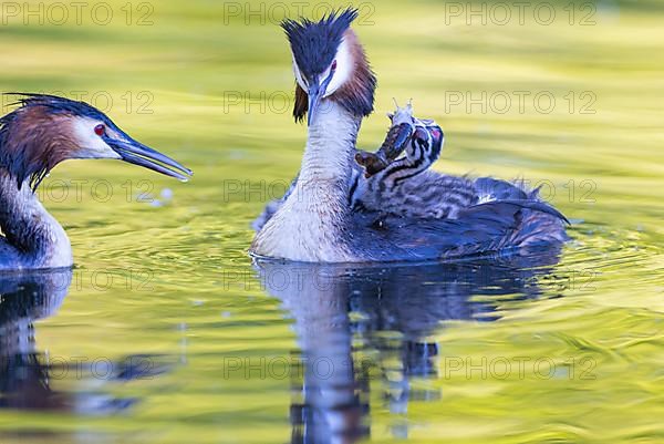 Great Crested Grebe