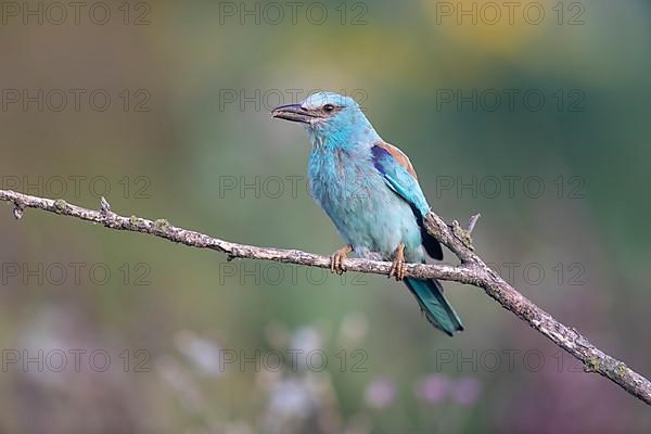 European roller