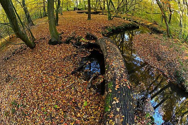 Meandering forest stream in Hiesfeld Forest with a dead tree trunk