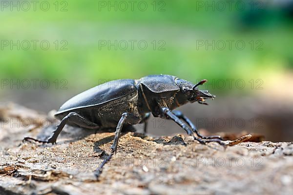 Stag beetle