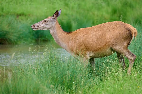 Red Deer