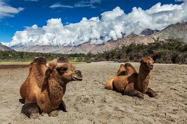 Bactrian camels in Himalayas. Hunder village