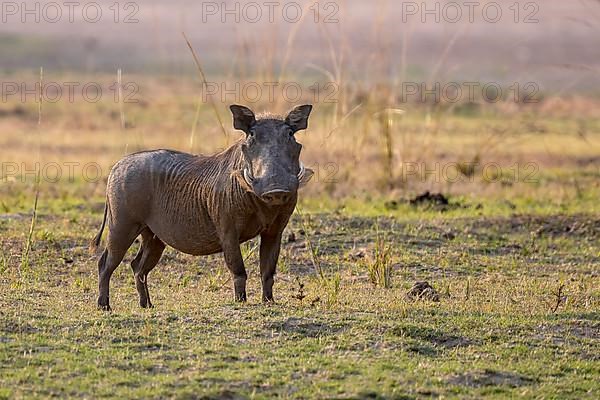 Common warthog