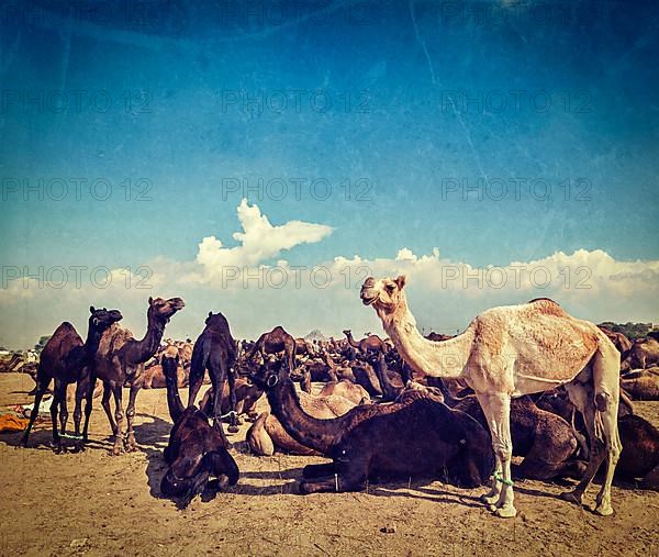 Vintage retro hipster style travel image of camels at Pushkar Mela